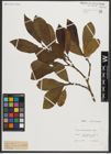 Foto von Salix appendiculata Vill.